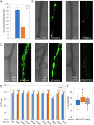 We did not find results for: Plant Immune System Activation Is Necessary For Efficient Interaction With Auxin Secreting Beneficial Bacteria Biorxiv