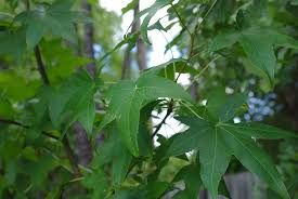 We did not find results for: Sweet Gum Eat Wild Arkansas