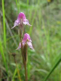 Image result for Disperis