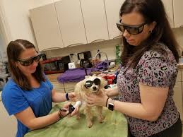 We are a full service veterinary clinic that has been serving massillon. Companion Laser Therapy Veterinarians In St Cloud West End Animal Care Clinic