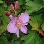 Image result for Clappertonia ficifolia