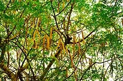 Image result for Moringa oleifera