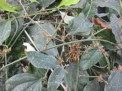 Image result for Tiliacora funifera