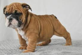 English bulldog akc female full registration two round of shots one year health guarantee on genetic defect both parents are on premises ready. English Bulldog Puppies