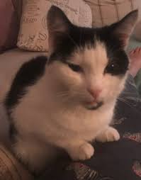 Post update: He's home !!! ......🥳🥳 Thanks everyone for sharing ! Hi cat  lovers, my friends kitten has gone walkabouts, he's been missing for 3 days  now, he'll be around foreshaw avenue