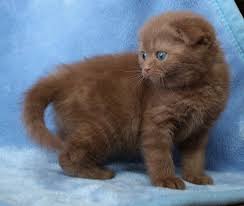 Cinnamon Scottish Fold Cats Kittens Scottish Fold