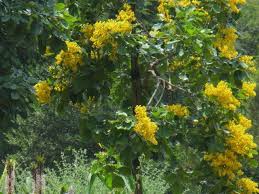 Image result for Pterocarpus rotundifolius
