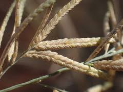Image result for Eragrostis pallens