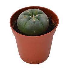 But there is no good scientific evidence to support these since peyote can also be unsafe. Peyote Cactus 3 4 Cm Avalon Magic Plants