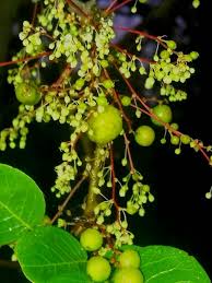 Image result for Phyllanthus engleri