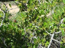 Image result for Rhamnus