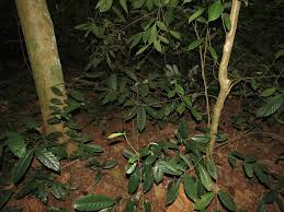 Image result for Antiaris toxicaria