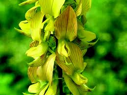 Image result for Crotalaria pallida