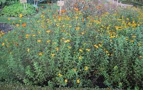 Btw my flower pics are blooming as of nov 6, 2009, year#2 from wintersown seed in a soda bottle! Tagetes Lucida Mexican Tarragon Sweetscented Marigold North Carolina Extension Gardener Plant Toolbox