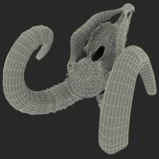 Goat Skull 3d Model In 2020 Goat Skull Skull 3d Model