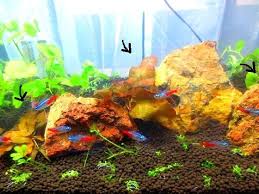 Suisouとタイニムファの浮き葉 Suisou物語