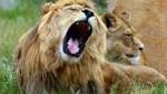 Police identify allegedly mauled pride