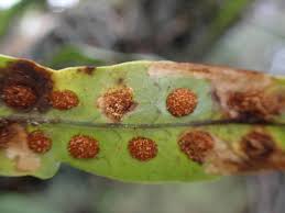 Image result for Lepisorus excavatus