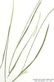 Image result for Scleria mikawana