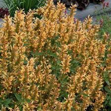Groundcovers are very useful in the garden. Buy Ground Cover Plants Online Ground Cover For Sale Georgia Tagged Store Atlantastoreview Page 2 Pixies Gardens