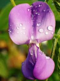 Image result for Dolichos kilimandscharicus