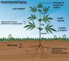 Maybe you would like to learn more about one of these? Photosynthesis What Happens During The Light Phase Sensi Seeds