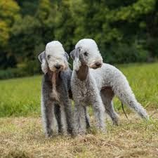 Bedlington Terriers The Looks Of A Lamb With The Temperament Of A Terrier Country Life
