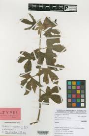 Image result for Hibiscus sidiformis