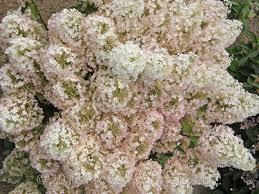 Image result for Basella paniculata