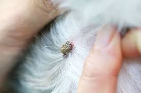 Image result for Tick Paralysis