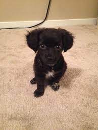 1 2 Chihuahua 1 4 Dachshund And 1 4 Poodle Mutt Dachshund Puppies Poodle