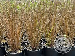 Image result for Carex johnstonii