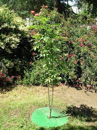 1 фраза в 1 тематике. How To Make Mulch Rings Mats Mulch Landscaping Mulch Tree Mulch