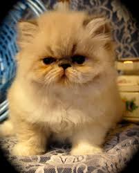 The short legs result from a genetic mutation, which causes it to look like it has dwarfism. Sweetheart Persians Home Facebook