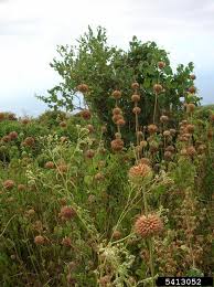 Image result for Leonotis nepetifolia