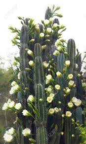 Its lovely flowers brighten up any interior. Cactus Flower White Flowers Plants Desert Plants Stock Photo Picture And Royalty Free Image Image 40413483