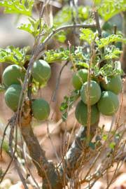 Image result for Adenia repanda