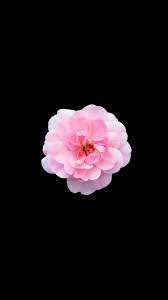 Single Flower Pink Iphone Wallpaper Pink Wallpaper Iphone Flower Iphone Wallpaper Pink Flowers Wallpaper