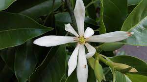 Michelia figo with its comparatively tiny leaves led my thinking process astray. Michelia Alba Alpine Nurseries