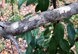 Image result for Cyathea mossambicensis