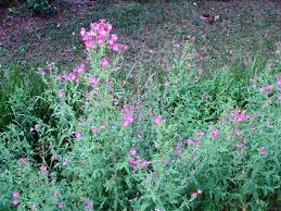 Image result for Epilobium hirsutum