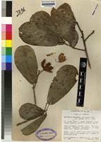 Image result for Xylotheca tettensis