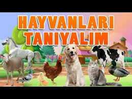 Hayvanlari Ogreniyorum Hayvan Sesleri Hayvanlari Taniyalim Egitici Hayvan Videolar Ses