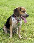 Facts About the Blue Tick Beagle, a Rather Rare Dog Breed ...