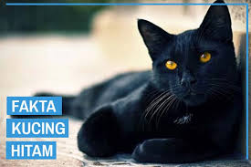 Sebagaimana ras kucing bulu panjang, kucing persia membutuhkan perawatan khusus, terutama terkait. 9 Fakta Kucing Hitam Bikin Kamu Tercengang Kucingklik Com