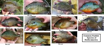 panfish id chart lets get ready to rumble edition