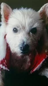 Shiva In Her Winter Sweater Westies White Dogs Puppies