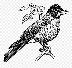 Robin bird clipart robin clipart robin hood clipart. Perching Bird Line Art Falconiformes Robin Clipart Black And White Png Download 5426574 Pinclipart