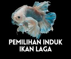 Ikan yang baru harus kita letakan / tempatkan didalam bekas berwarna gelap yang. Pemilihan Induk Ikan Laga Cara Nak Kenal Betina Jantan Untuk Kawin