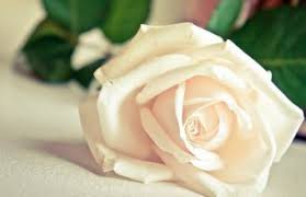 We have an extensive collection of amazing background images. White Rose Wallpapers Hd